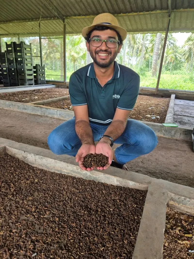 Muftee crouching beside a breeding tray, holding a double handful of black soldier fly larvae